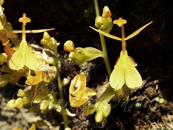 Broad-Wing Swan Flower