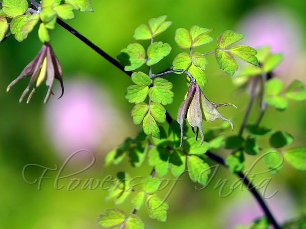 Broadfruit Meadow-Rue