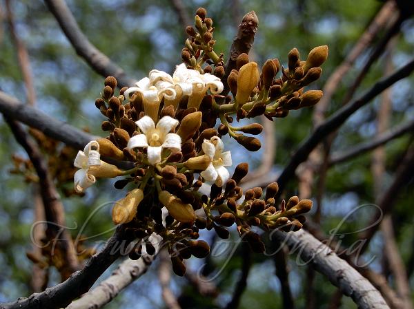 Broadleaf Bottle Tree