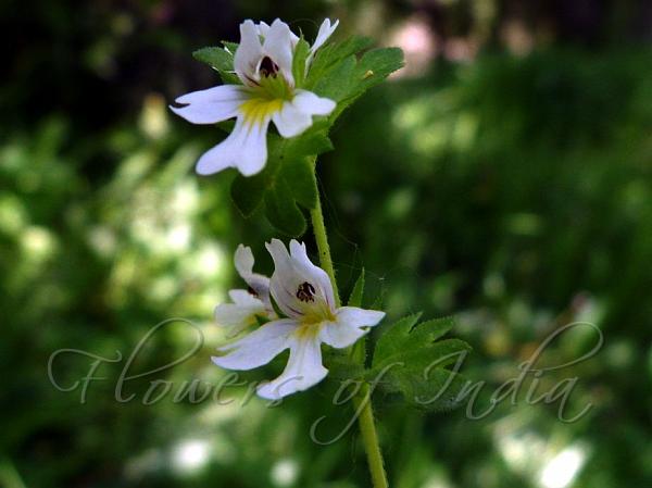 Broadleaf Eyebright