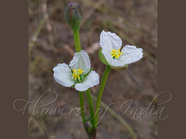 Broadleaf Flowering Rush
