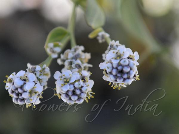 Broadleaf Pepperweed