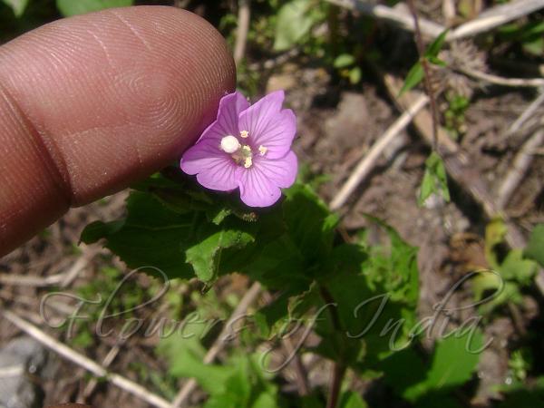 Broadleaf Willow-Herb