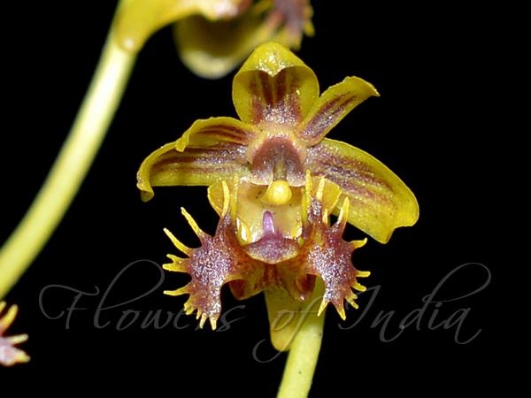 Brown Moth Orchid
