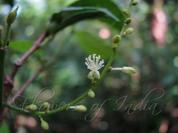 Buckthorn-Leaved Kamala