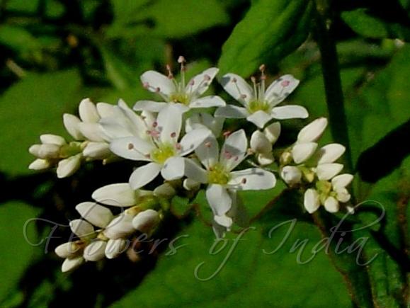 Buckwheat