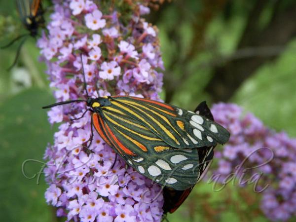 Butterfly Bush