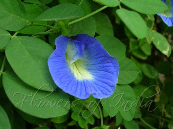 Butterfly Pea