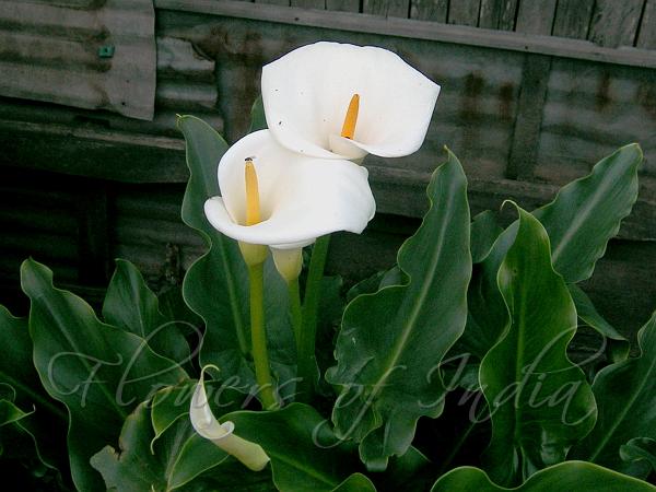 Calla Lily