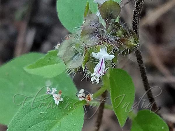 Camphor Basil