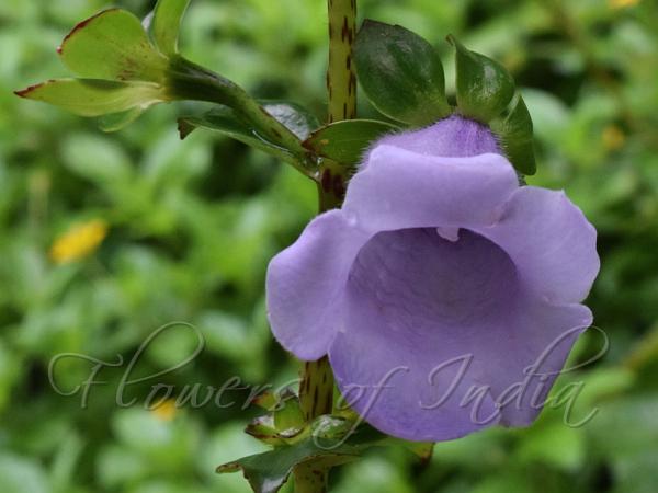 Canterbury Bells Gloxinia