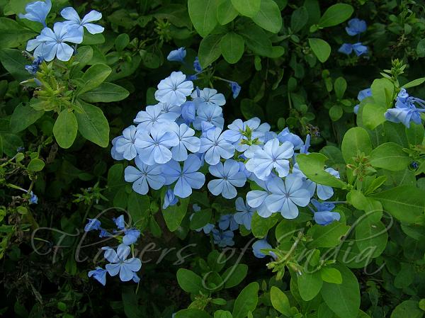 Cape Leadwort