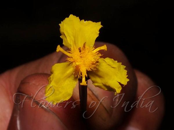 Cape Yellow-Eyed Grass