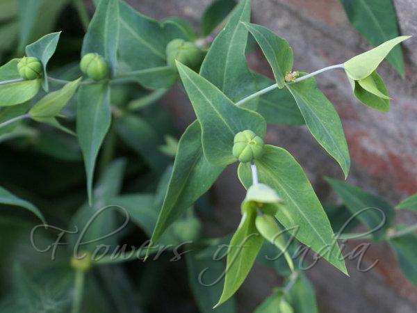 Caper Spurge