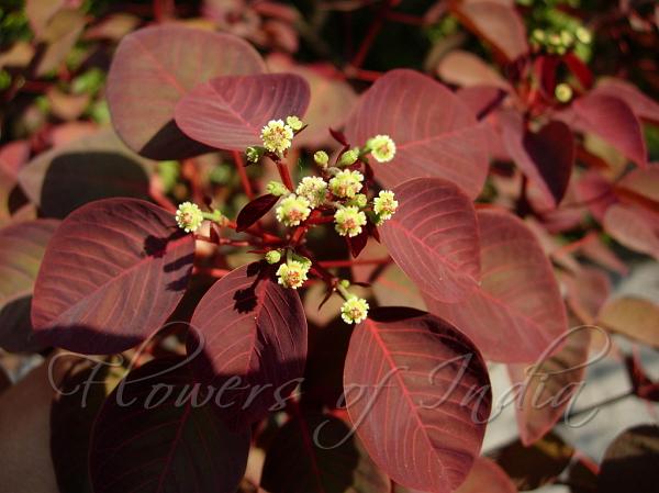 Caribbean Copper Plant