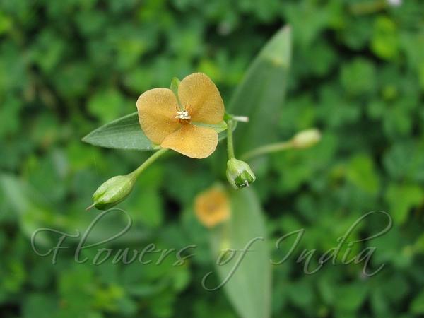 Changing Color Dewflower