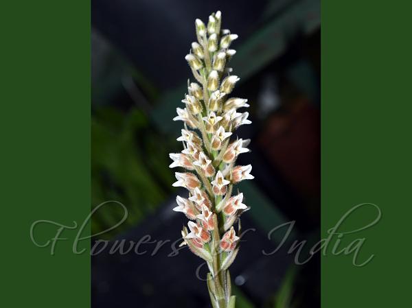 Checkered-Leaf Goodyera