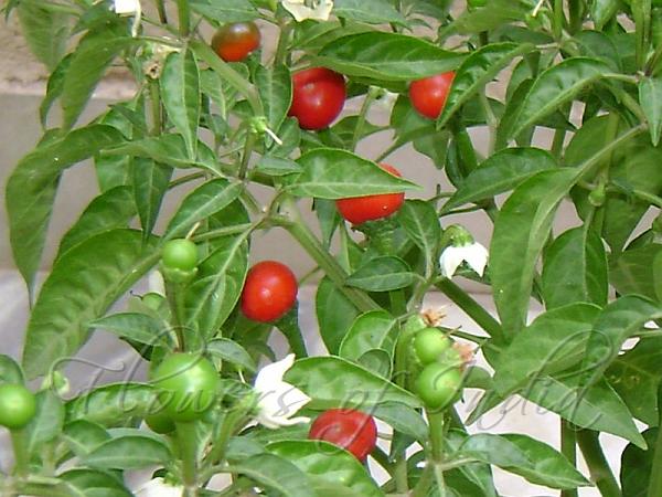 Cherry Pepper