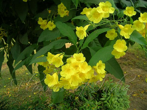 Chestnutleaf Trumpetbush