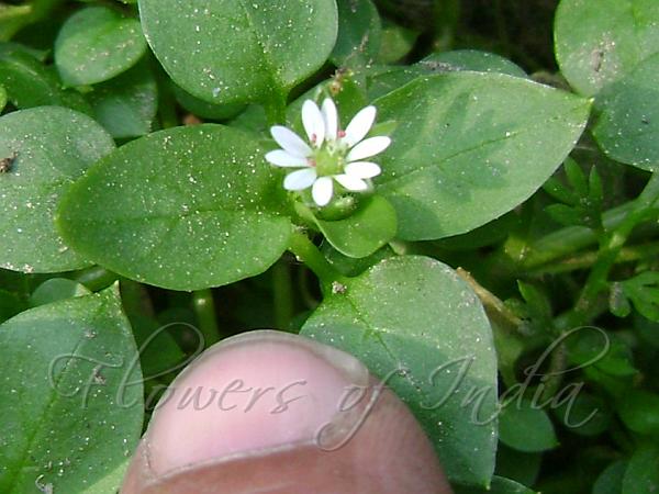 Chickweed