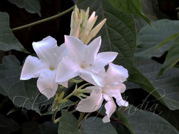 Chilean Jasmine