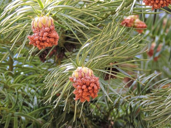 China Fir