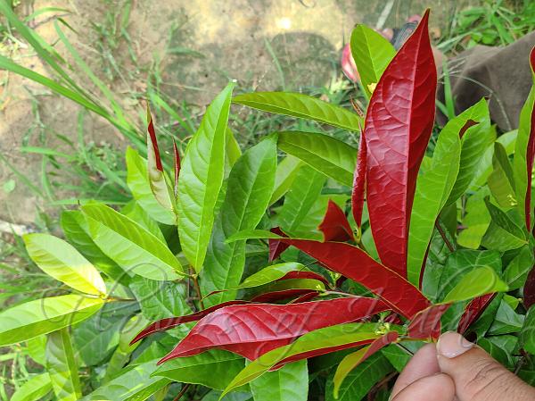 Chinese Croton