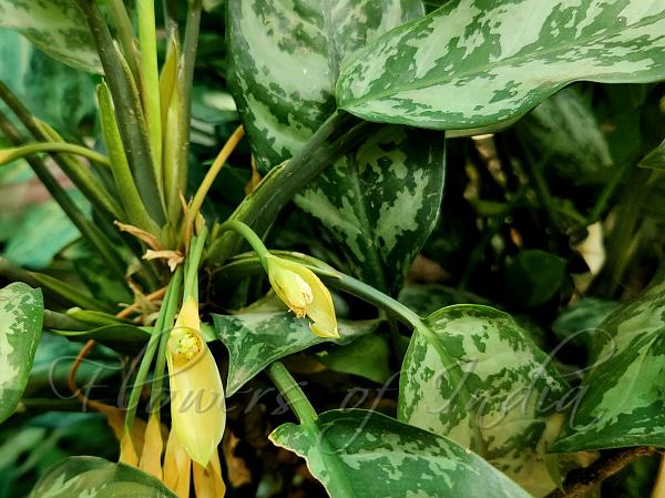 Chinese Evergreen