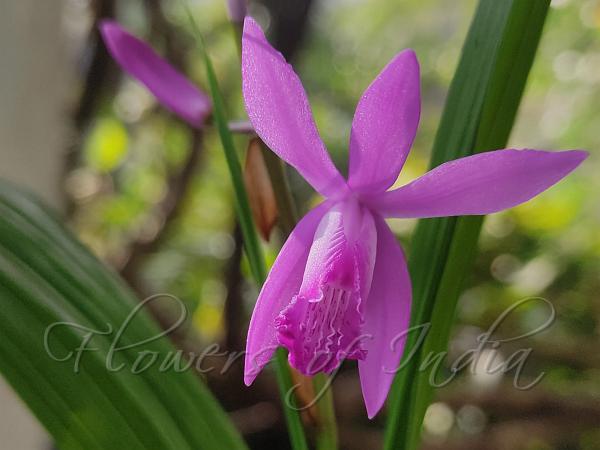 Chinese Ground Orchid