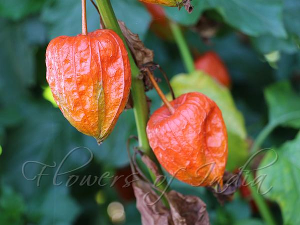 Chinese Lantern Plant