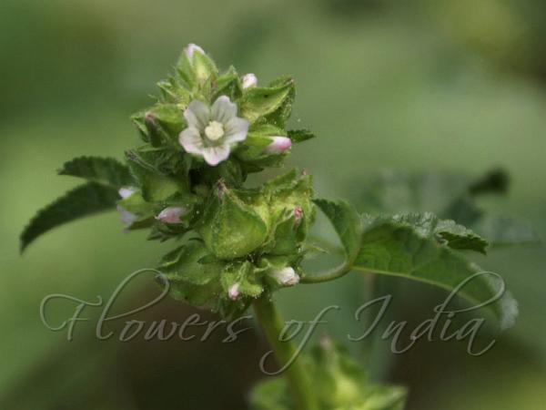 Chinese Mallow