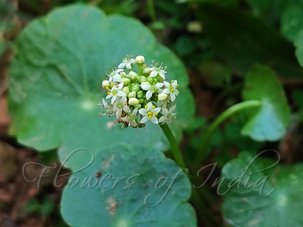 Chinese Pennywort