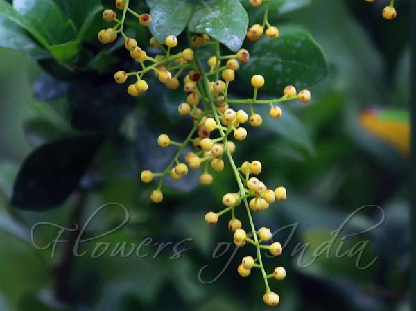 Chinese Perfume Tree