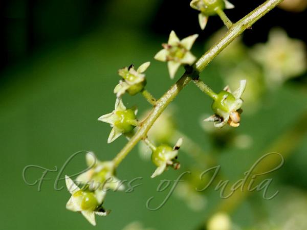 Chinese Varnish Tree