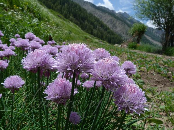 Chives