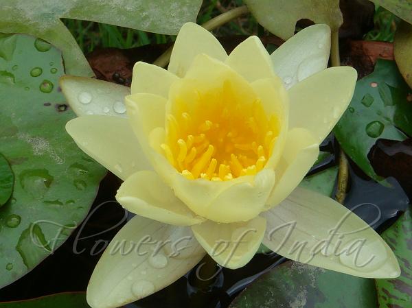 Chromatella Waterlily