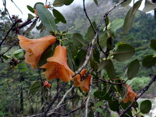 Cinnabar Rhododendron