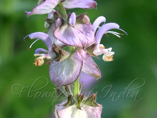 Clary Sage