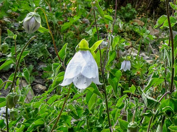 Clematis Bonnet Bellflower