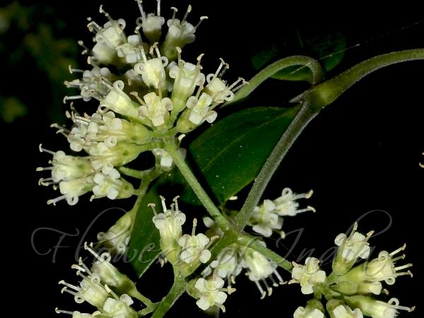 Climbing Diamond Flower