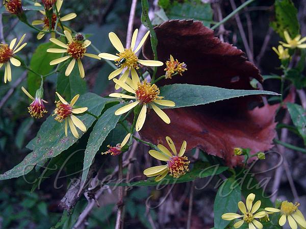Climbing Senecio