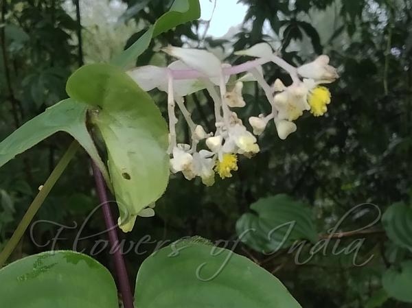 Climbing Twisted-Lily