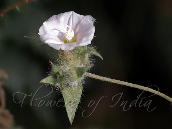 Clustered Bindweed