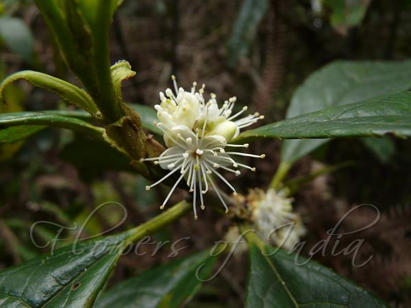 Clustered Sapphire Berry