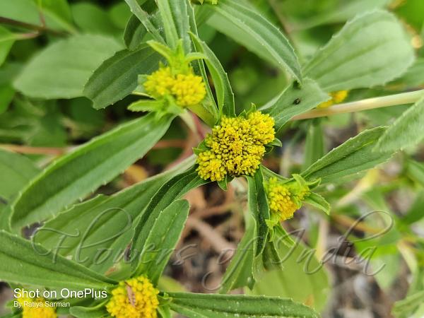 Clustered Yellowtop