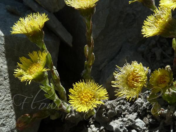 Colt's Foot