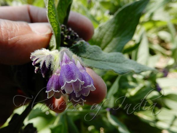 Comfrey