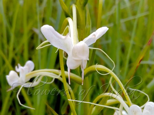 Commelina-Leaf Habenaria