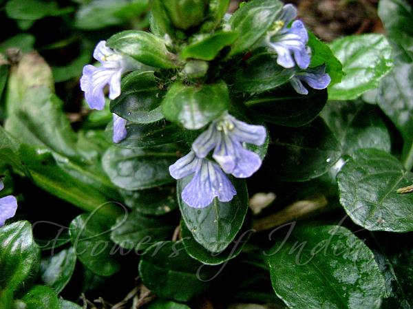 Common Bugleweed