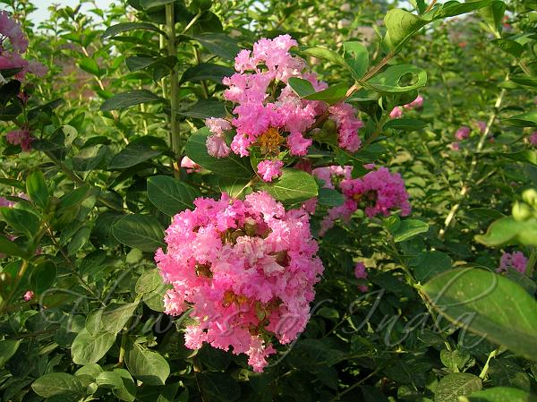Common Crape Myrtle